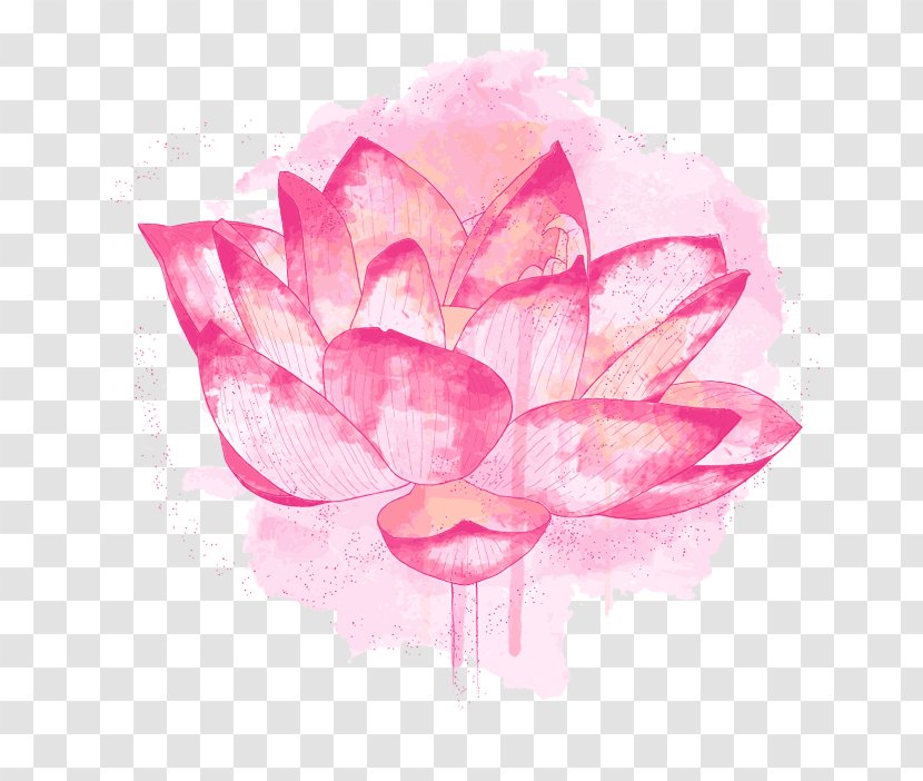 Nelumbo Nucifera Plant Symbolism Flower Meaning - Symbol Transparent PNG