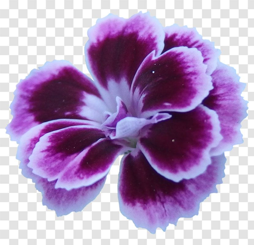 Flower Violet Purple Pink Lilac - Vektor Transparent PNG