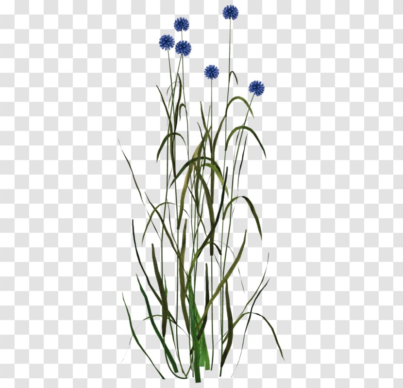 Flower Drawing Image Clip Art - Bellflower Family - Statice Macro Photo Transparent PNG