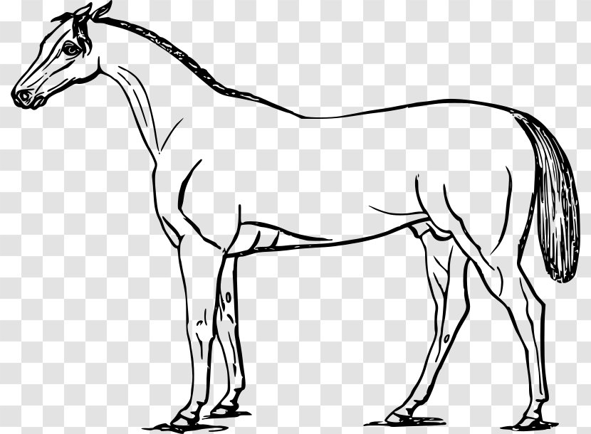 Mustang American Paint Horse Drawing Clip Art - Foal Transparent PNG