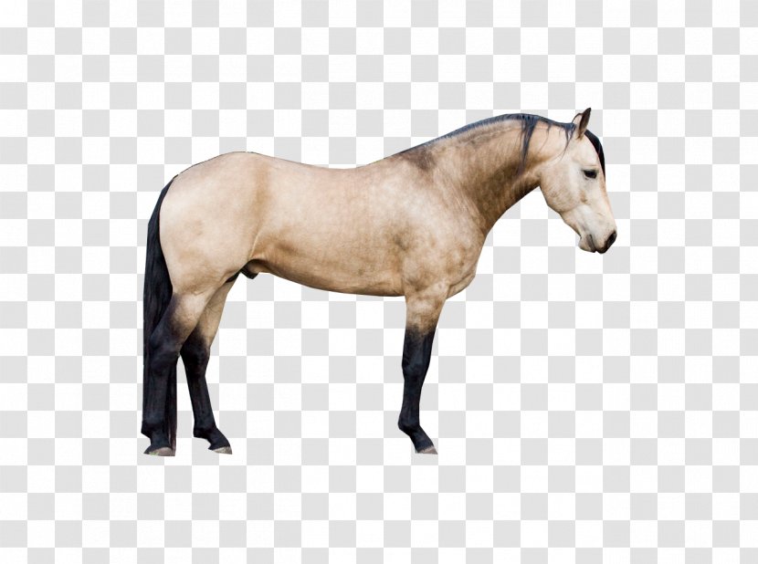 Mustang Window Stallion Pony Halter - Livestock Transparent PNG
