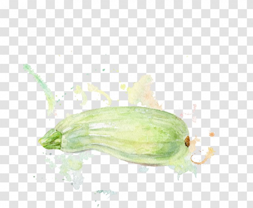 Cucumber Zucchini Melon Watercolor Painting Illustration - Auglis - Vegetables Vector Material Transparent PNG