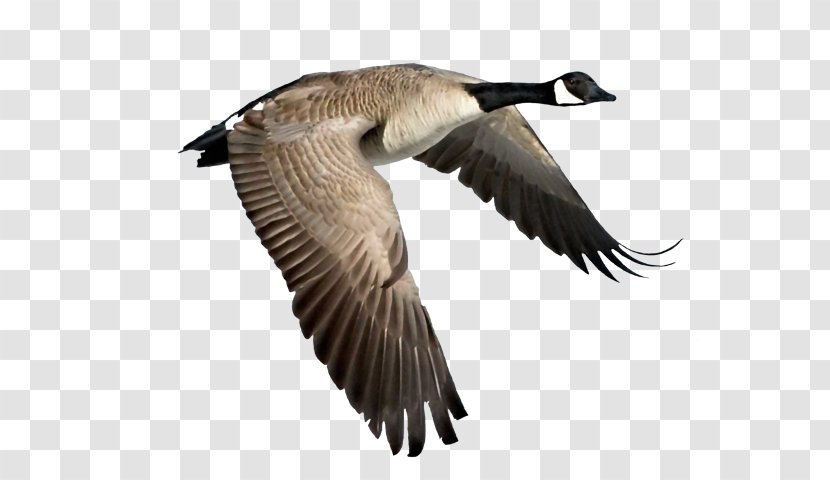 Canada Goose Duck Bird - Hunting Transparent PNG