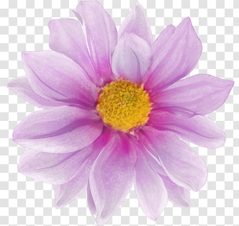 Flower Raster Graphics Clip Art - Chrysanths Transparent PNG