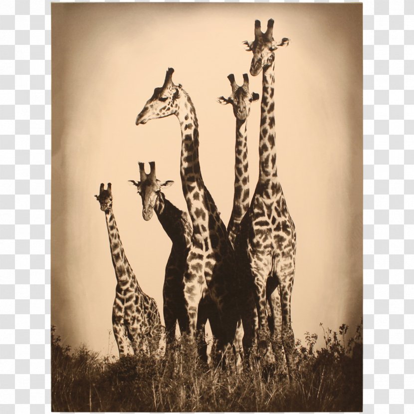 Northern Giraffe Stock Photography Maasai Mara Royalty-free - Savanna - Watercolor Transparent PNG