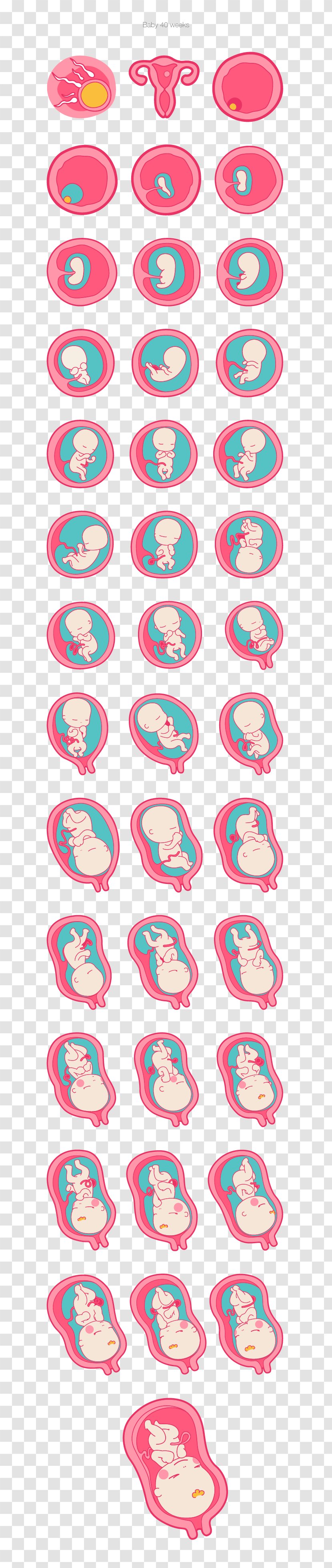 Pregnancy Image Fertilisation Infant Prenatal Development - Heart - Cycle Transparent PNG