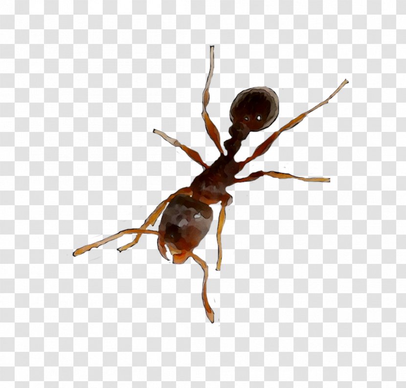 Insect Membrane - Arthropod - Carpenter Ant Transparent PNG