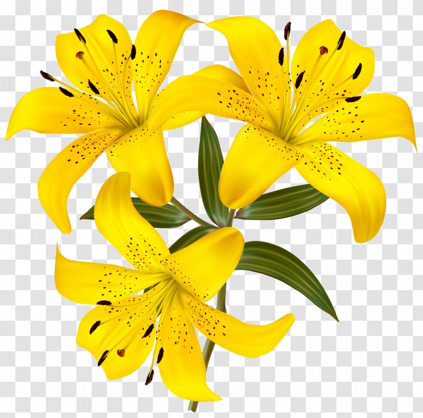 Lilium Yellow Flower Hemerocallis Fulva Clip Art - Color - Lilies Clipart Picture Transparent PNG