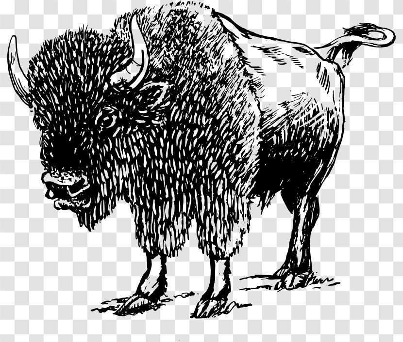 American Bison White Buffalo Image Clip Art Drawing - Line - Wallpaper Transparent PNG