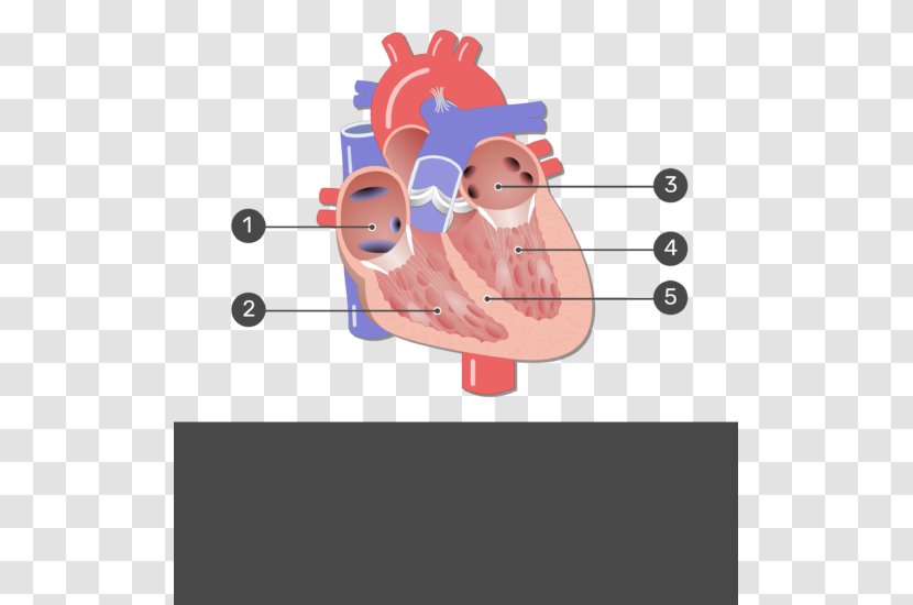 Heart Valve Mitral Aortic Coronary Circulation - Frame Transparent PNG