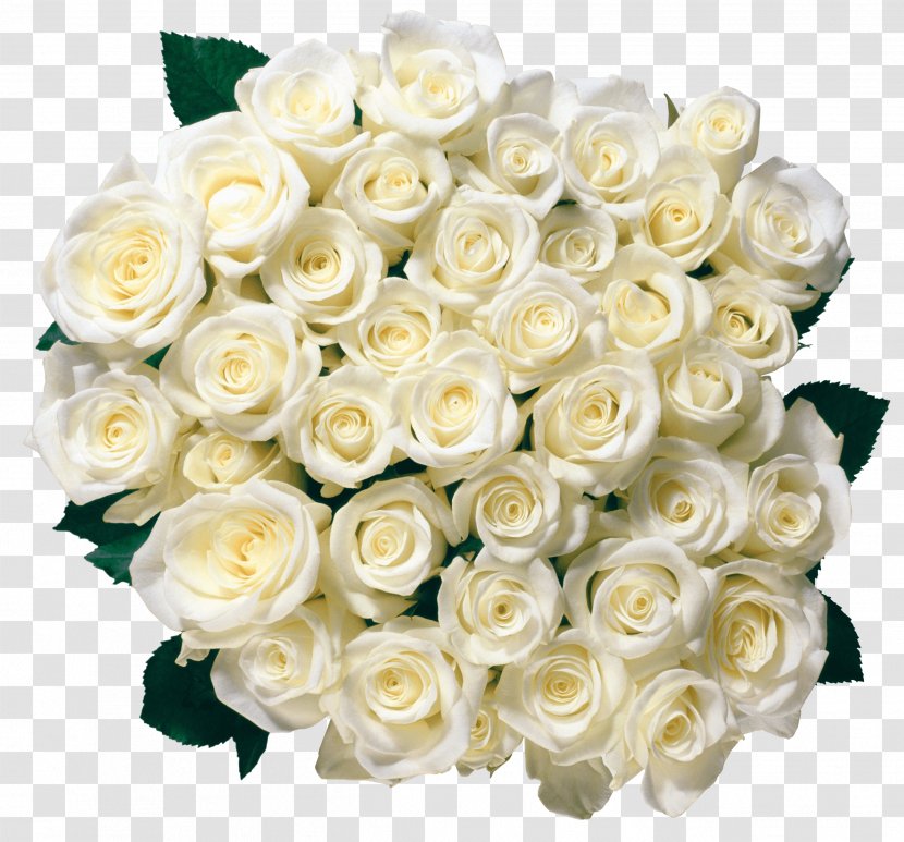 Rose Flower White - Yellow - Image Picture Transparent PNG