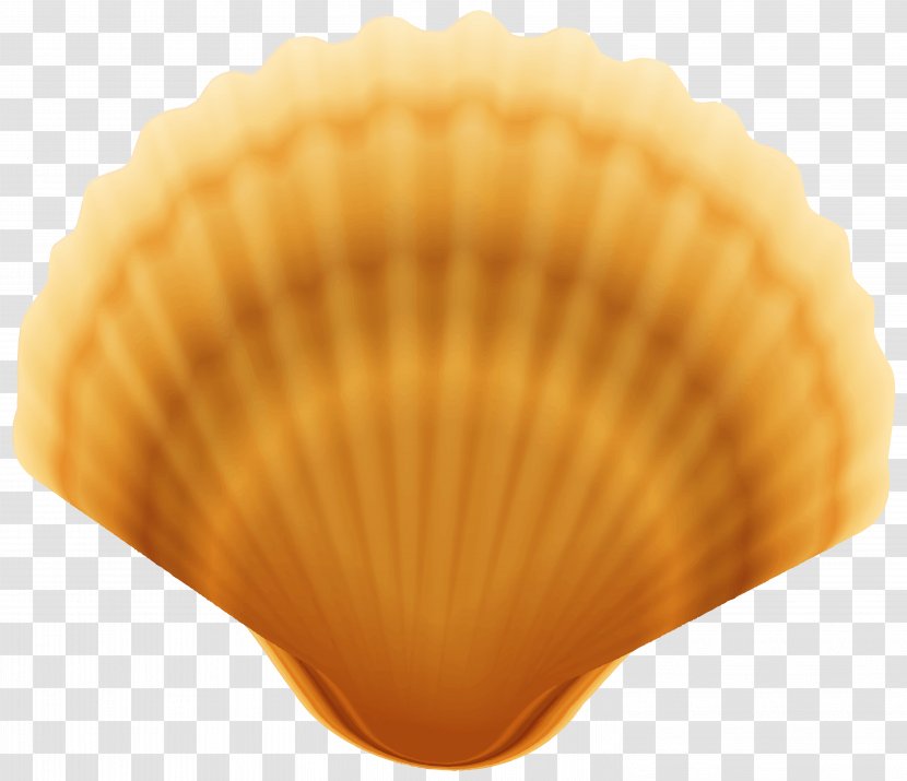 Cockle Clam Scallop Seashell - Yellow Shell Transparent PNG