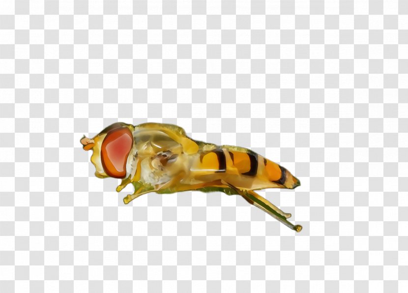 Insect Pest Honeybee Drosophila Melanogaster Fly - Watercolor - Membranewinged Bee Transparent PNG