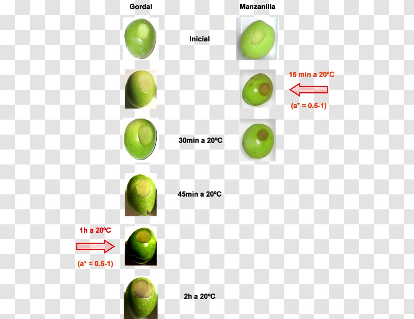 Gordal Olive Temperature Postharvest - Lime Transparent PNG