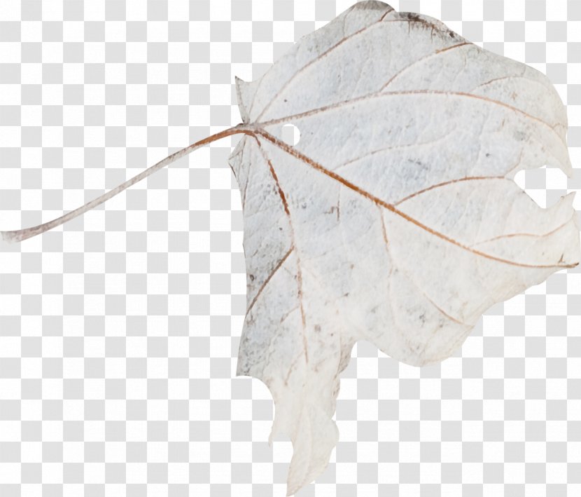 Leaf - Plant Transparent PNG