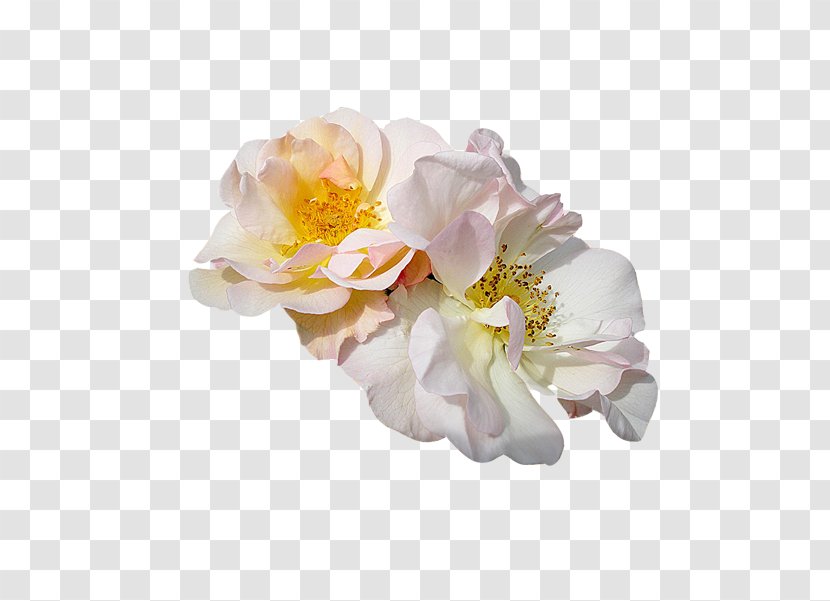 Christmas Card Animaatio Rose Flower - Yellow Transparent PNG