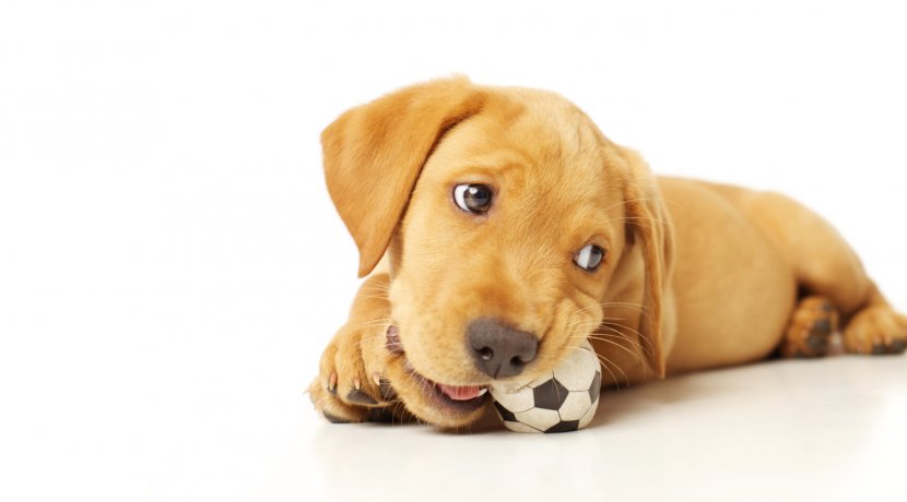 Golden Retriever Pointer Puppy Chewing Dog Training Transparent PNG
