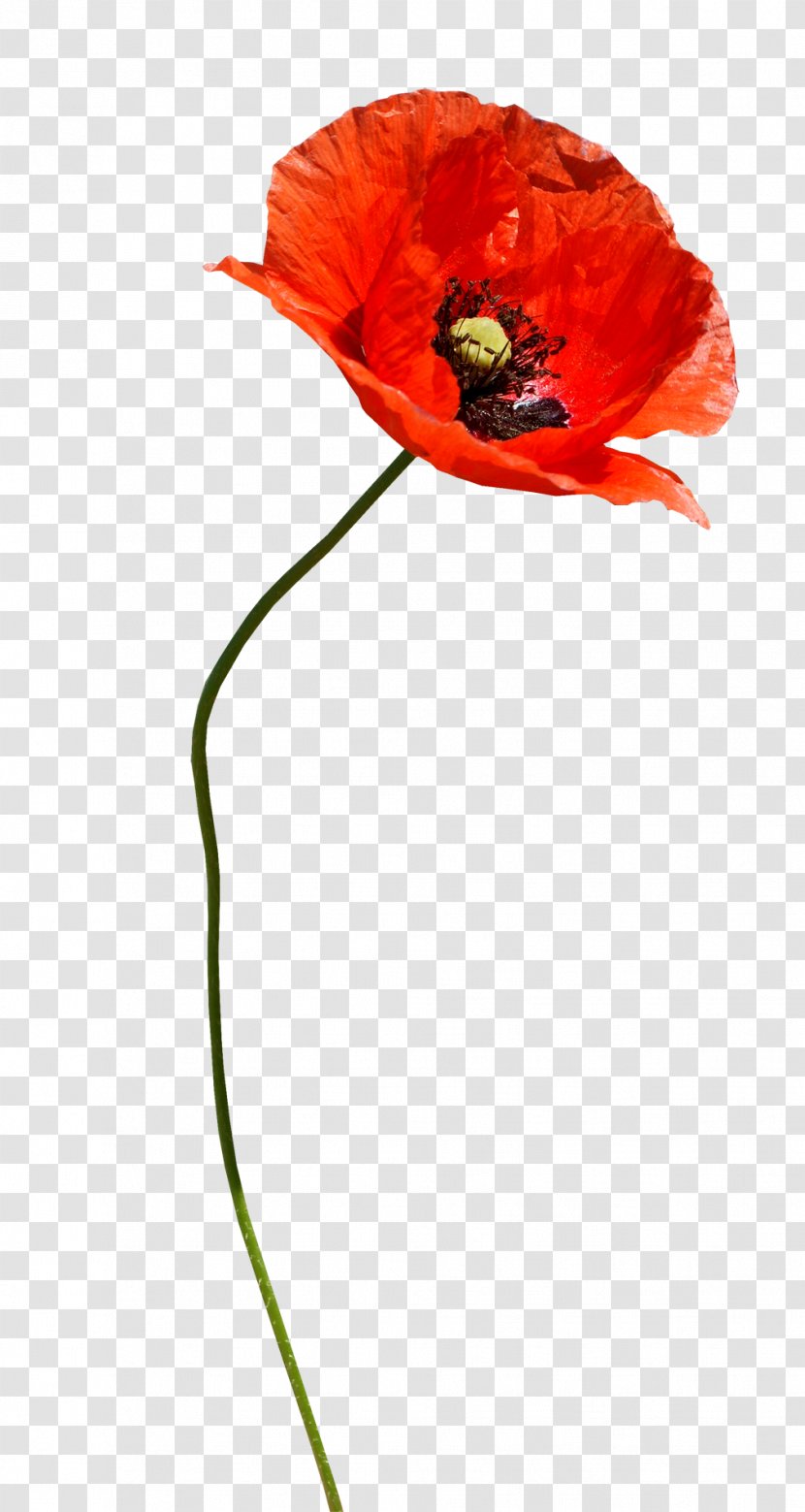 Common Poppy Flower Poppies - Anastasia Transparent PNG