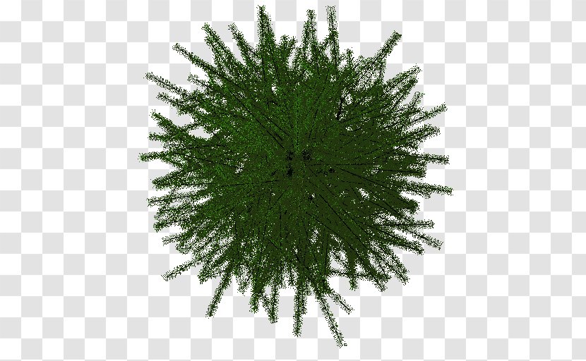 Pine Family - Plant - Trunk Transparent PNG