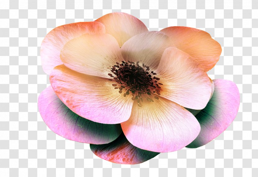 Magnolia Rose Family - Petal Transparent PNG