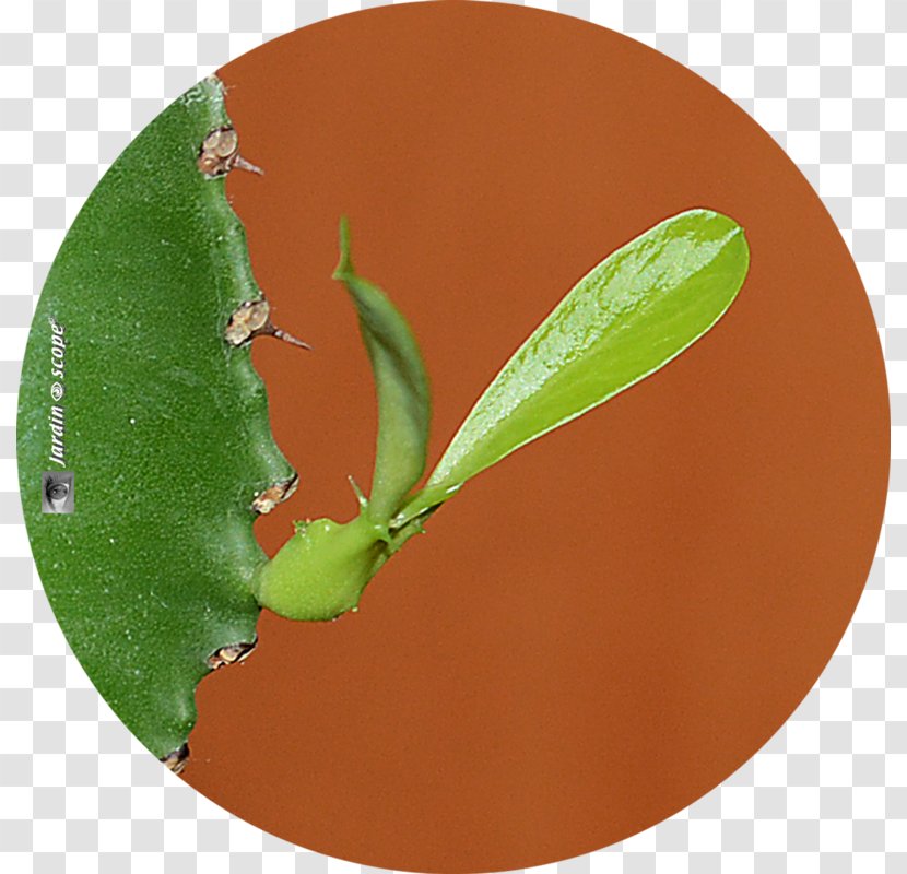 Euphorbia Ingens Candelabrum Succulent Plant Cactaceae Dendroides - Garden - Suculent Transparent PNG