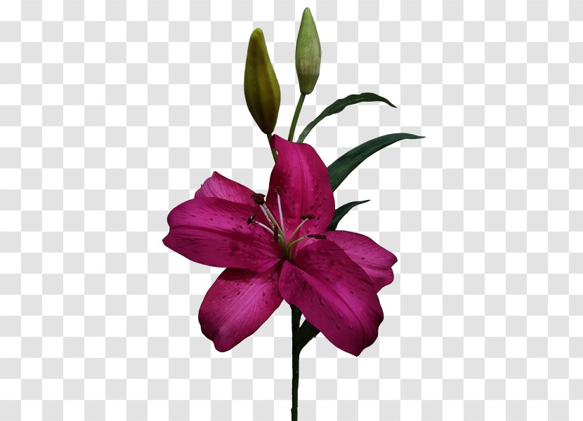 Cut Flowers Wood Lily Lilium Purple - Pink - Orange Transparent PNG