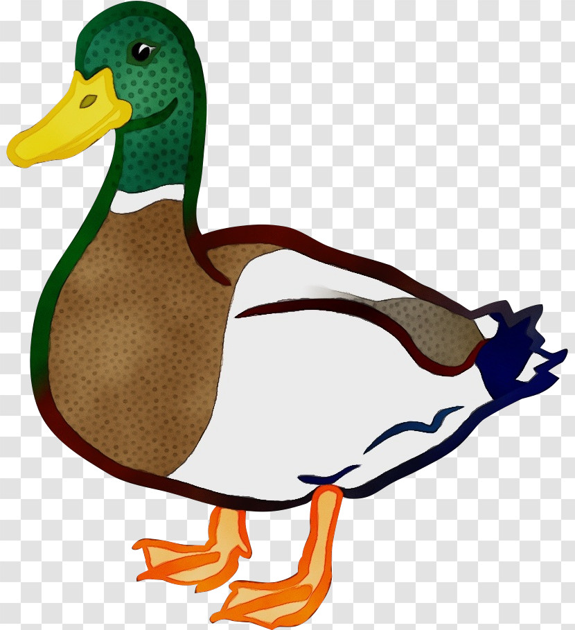 Duck Mallard Bird Ducks, Geese And Swans Water Bird Transparent PNG