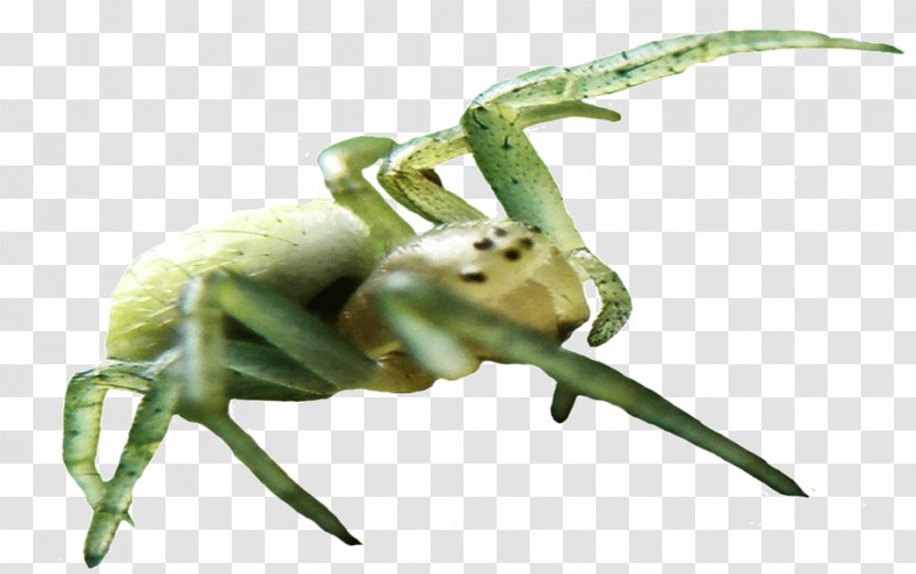 DeviantArt Spider Weevil Frog - Insect Transparent PNG
