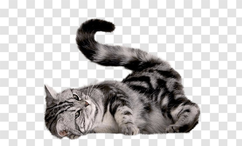 Cat Kitten Dog - Domestic Short Haired - Image Download Picture Transparent PNG