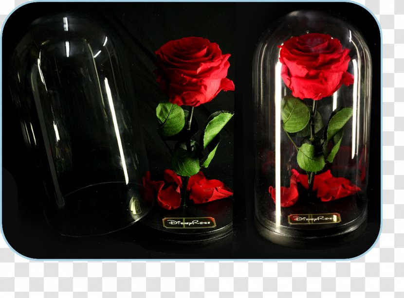Garden Roses Still Life Photography - Red - Rose Transparent PNG