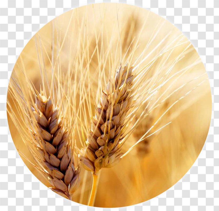 Wheat Cereal Harvest Grain Crop - Barley Transparent PNG
