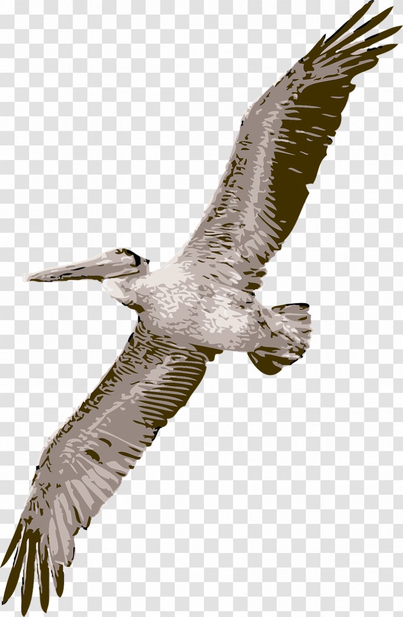 Pelican Free Content Clip Art - Harrier - Huge Flying Vulture Transparent PNG