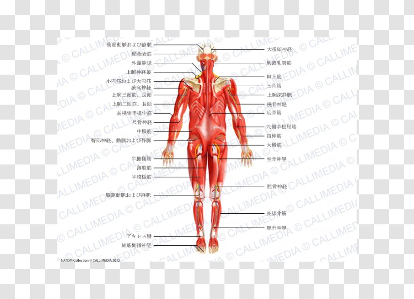 Muscle Homo Sapiens Nerve Human Body Blood Vessel - Frame - Arm Transparent PNG