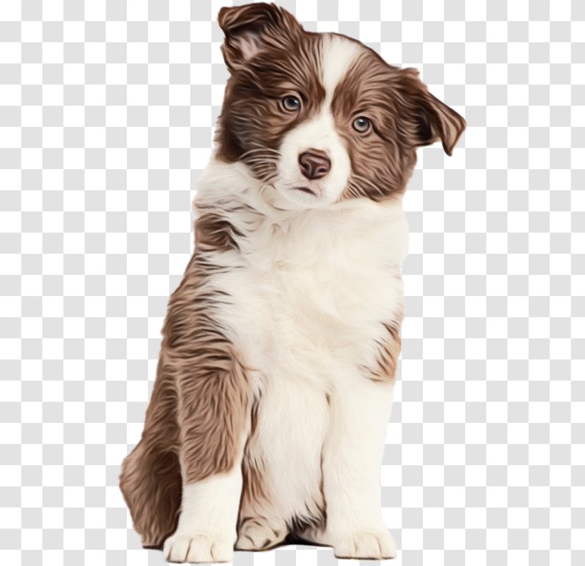 Border Collie - Australian Shepherd Companion Dog Transparent PNG