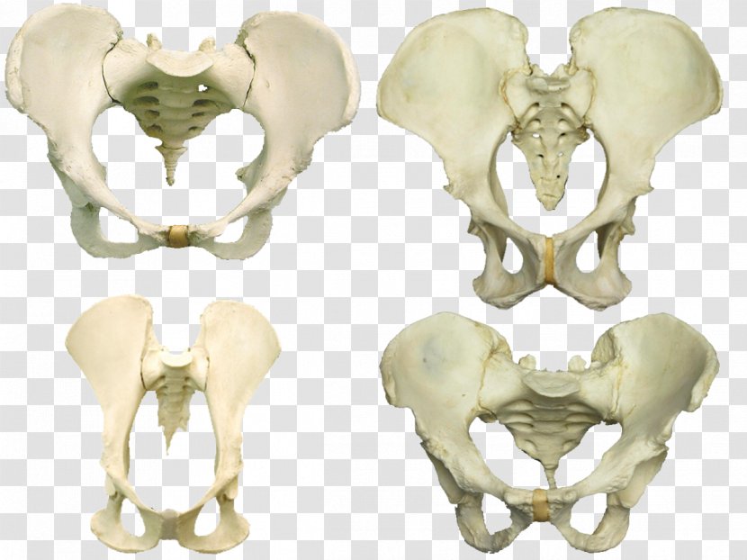 Bone Human Tooth - Watercolor - Pelvis Transparent PNG