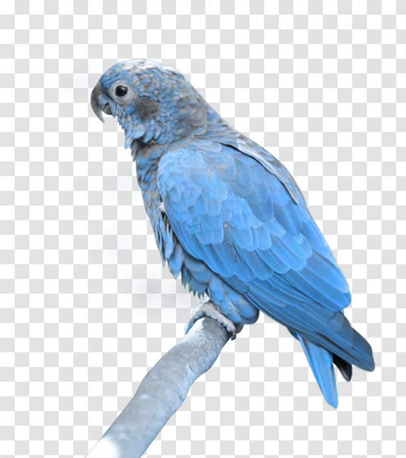 Parrot Bird Blue-and-yellow Macaw - Rose Ringed Parakeet - Blue Image, Free Download Transparent PNG