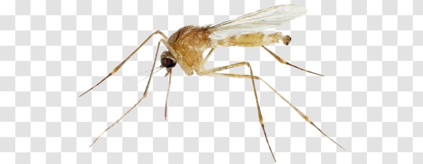 Mosquito Control Yellow Fever Fly Insect - 2018 Transparent PNG
