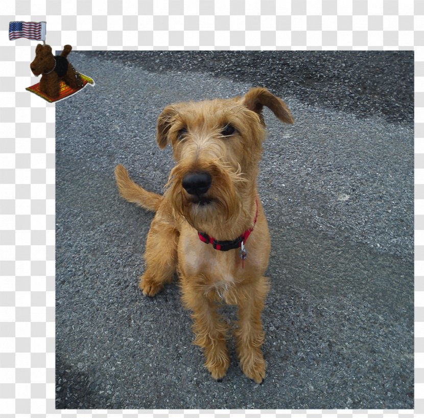 Glen Irish Terrier Lakeland Airedale Welsh - Companion Dog Transparent PNG
