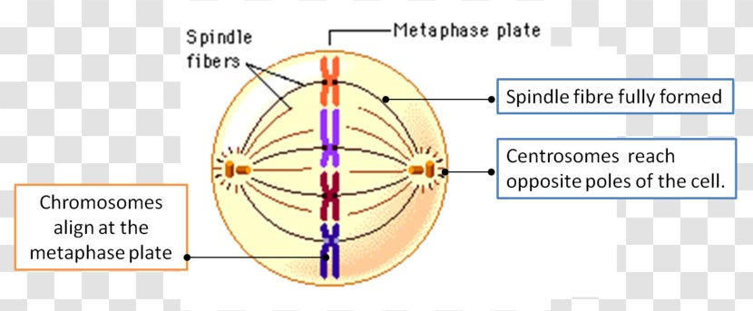 Cell Cycle Interphase Spindle Apparatus DNA - Frame - Cartoon Transparent PNG