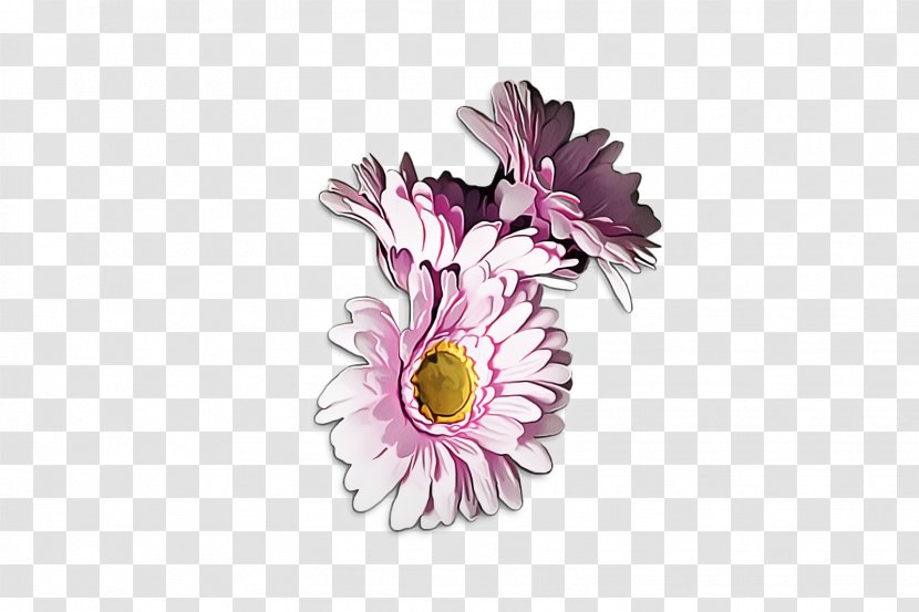 Flowers Background - Aster - Daisy Wildflower Transparent PNG