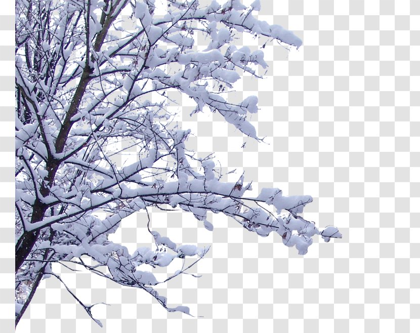 Snow Branch Twig - Flower - On The Branches Transparent PNG