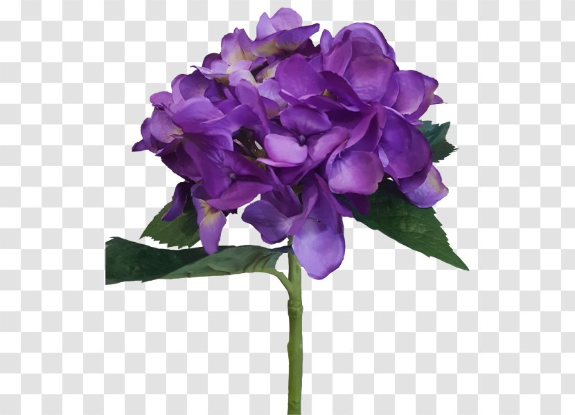 Plant Hydrangea Cut Flowers Violet - Rose Family Transparent PNG