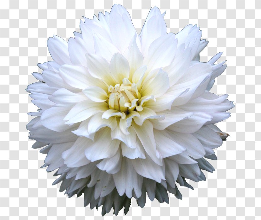 Dahlia Common Daisy Cut Flowers - Bit - Painting Transparent PNG