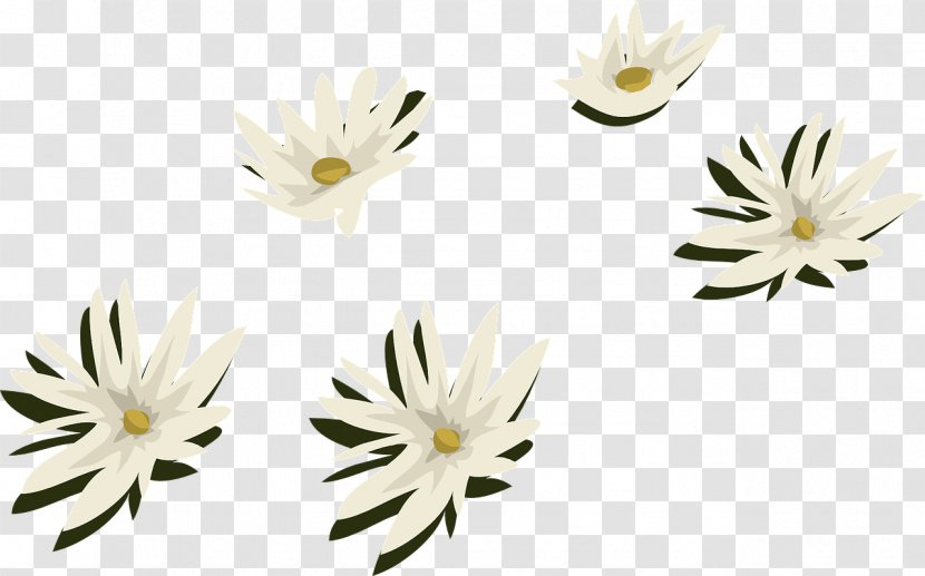 Common Daisy Flower Water Lily Arum-lily Aquatic Plants - Flora Transparent PNG