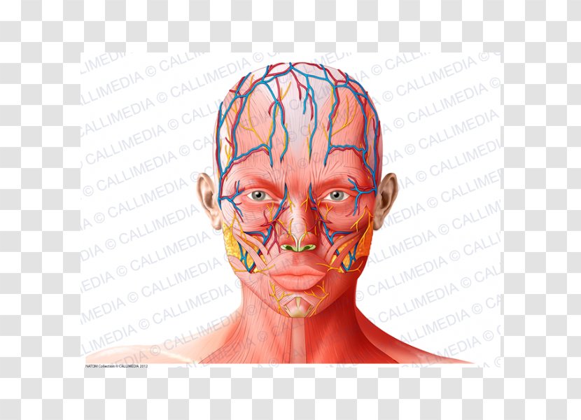 Anatomy Nose Forehead Physiology - Heart Transparent PNG