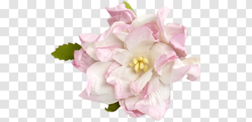 Centifolia Roses Clip Art - Rosa - Floristry Transparent PNG