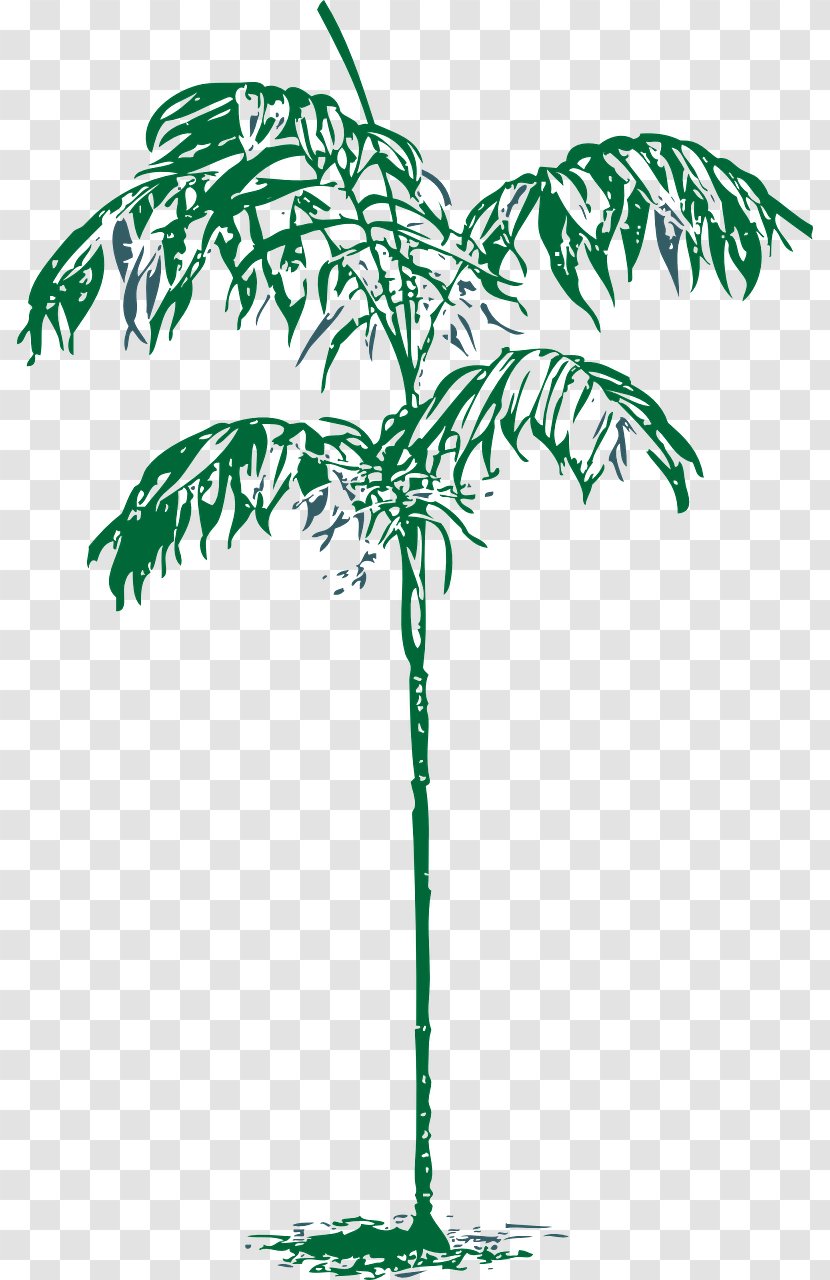 Arecaceae Tree Drawing Clip Art - Plant Stem - Palm Trees Transparent PNG