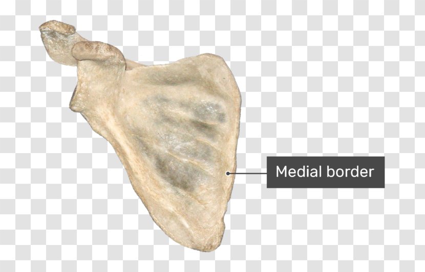 Coracoid Process Glenoid Cavity Scapula Infraglenoid Tubercle Anatomy - Frame - Bone Foot Transparent PNG
