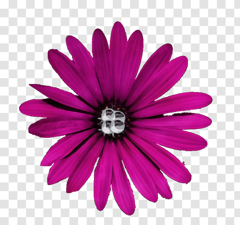 Pink Petal African Daisy Flower Magenta Transparent PNG