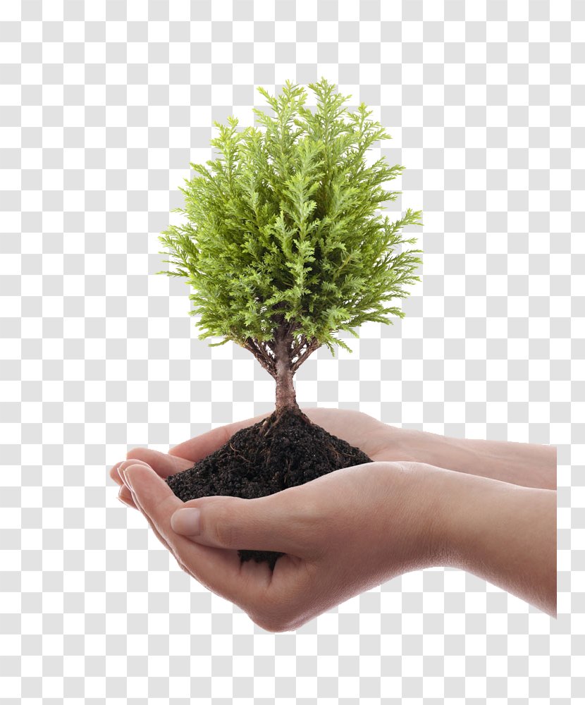 Tree - Soil - Hand Transparent PNG